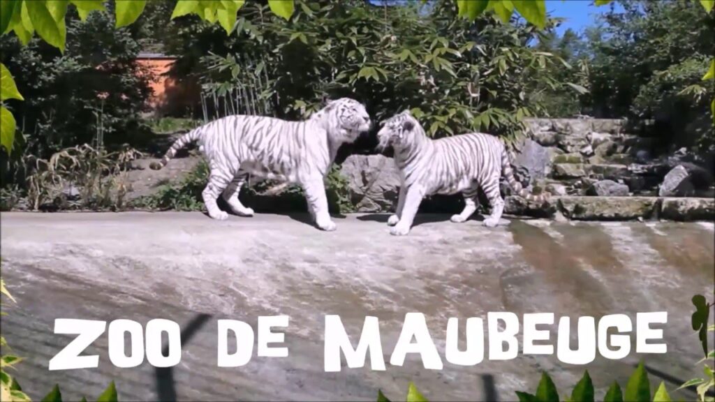 zoo de maubeuge